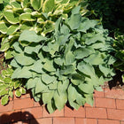 Hosta 'Carolina Blue' with large blue-green leaves growing in a garden bed beside a red brick path, surrounded by other variegated foliage.