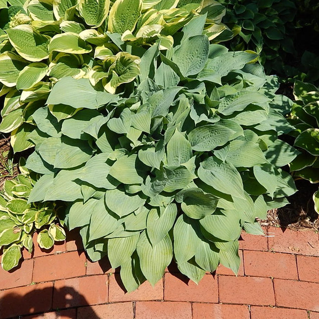 Hosta 'Carolina Blue' with large blue-green leaves growing in a garden bed beside a red brick path, surrounded by other variegated foliage.