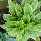 Hosta 'Carolina Sunshine' pictured at the corner of a display bed and showing off it's light green leaf centres and yellow leaf margins.