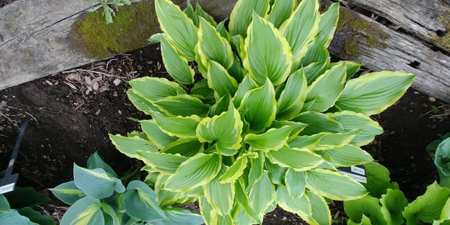 Hosta 'Carolina Sunshine' pictured at the corner of a display bed and showing off it's light green leaf centres and yellow leaf margins.