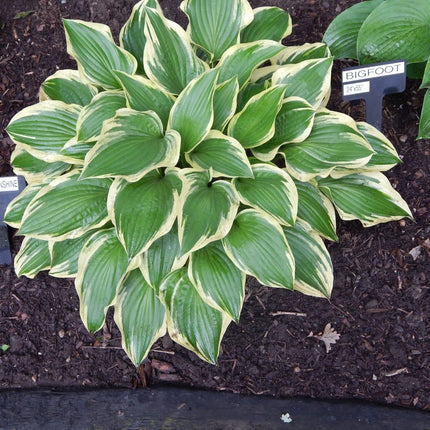 Variegated hosta 'Carolina Sunshine' with green and cream leaves growing in dark brown mulch, with plant labels visible in the garden bed.