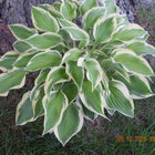 Hosta 'Carry On' showing a light-green centre and creamy-white slightly ruffled margin.