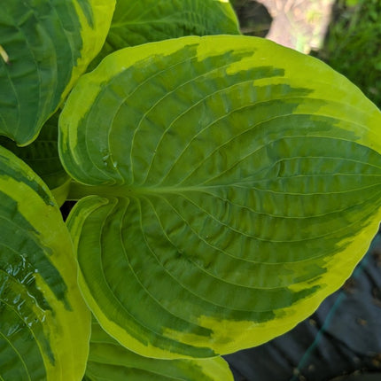A close up of a leaf on Hosta 'Celebrity' showing the beautiful puckering on the leaf surface.