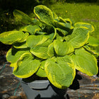 Hosta 'Celebrity