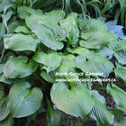 A lush green display of Hosta 'Celtic Bouquet' with large puckered  leaves, part of the Don Dean collection.