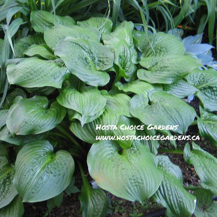 A lush green display of Hosta 'Celtic Bouquet' with large puckered  leaves, part of the Don Dean collection.
