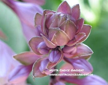 A close-up look at the buds of the emerging flowers of Hosta 'Celtic Bouquet'
