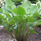 A photo showing Hosta 'Celtic Dancer'  with thick, shiny green leaves with rippled edges and red petioles.