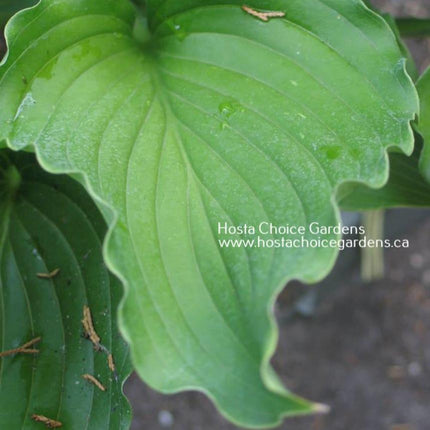 A close-up of the leaf of Hosta 'Celtic Dancer' showing the wonderful rippled margins and twisted leaf tip.