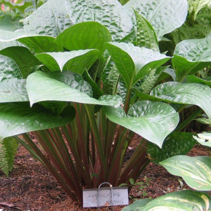 A close up image of the red leaf petioles on Hosta 'Celtic Uplands'. 