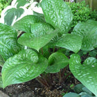 Hosta 'Celtic Uplands' in a garden setting displaying leaves that are heavily dimpled and held on red petioles.