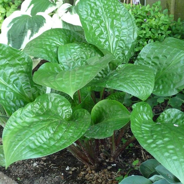 Hosta 'Celtic Uplands' in a garden setting displaying leaves that are heavily dimpled and held on red petioles.