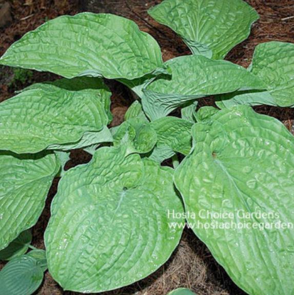 "Hosta 'Chanticleer' showing its stunning form and large, almost round, leaves that are heavily puckered."