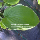 Hosta 'Chariots of Fire' with medium-green leaves accented by a thin white margin and red petioles.