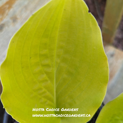 "Pictured is a leaf of Hosta 'Checkered Cab' showing the shiny gold colouring of this medium sized hosta."