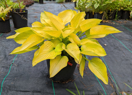 Hosta Choice Gardens Gift Card - Hosta Choice Gardens - Becancour, QC
