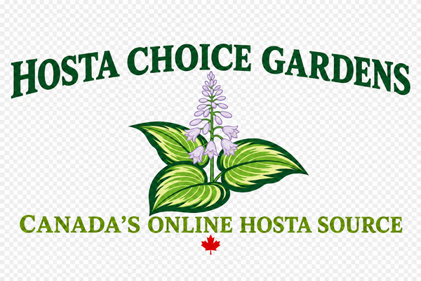 Hosta Choice Gardens 