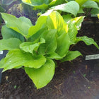 A display plant of Hosta 'Chopsticks' displaying early season light green foliage with a glimpse of red petioles.