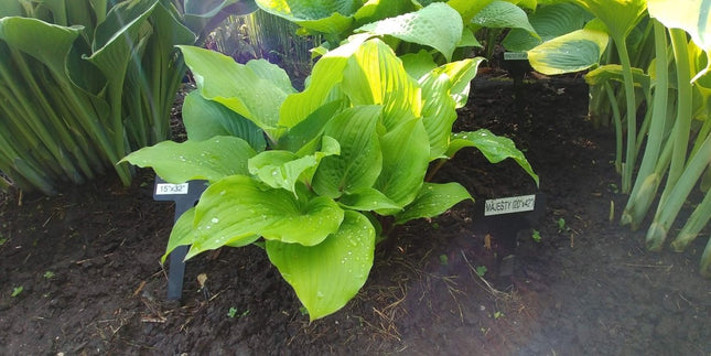 A display plant of Hosta 'Chopsticks' displaying early season light green foliage with a glimpse of red petioles.