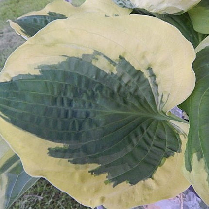 A leaf of Hosta 'Christmas Pageant' up close and displaying it's vivid colouring and pebbled leaf surface.