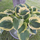 Hosta 'Christmas Pageant' sitting in a pot beside a tree trunk showing off it's wide cream-coloured margin and forest-green centre. 