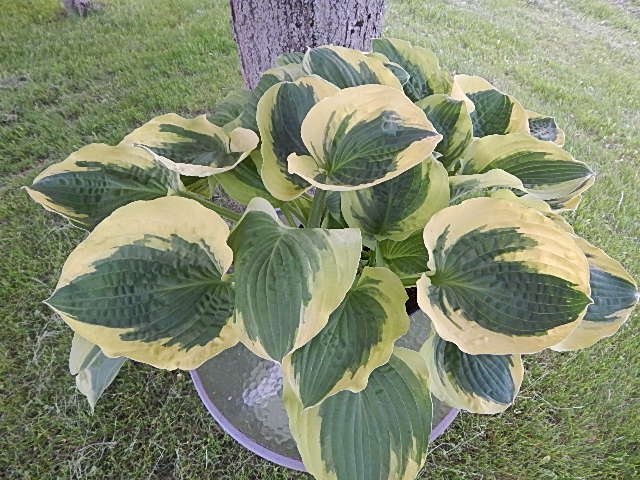 Hosta 'Christmas Pageant' sitting in a pot beside a tree trunk showing off it's wide cream-coloured margin and forest-green centre. 
