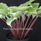 Hosta 'Cinnamon Sticks' displayed in a pot that shows off the red speckled petioles and light green ruffled leaves.