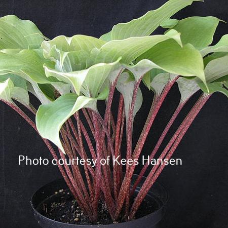 Hosta 'Cinnamon Sticks' displayed in a pot that shows off the red speckled petioles and light green ruffled leaves.