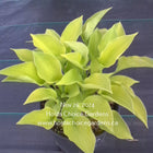 A potted specimen of Hosta 'Citratini' displaying it's heart-shaped bright chartreuse foliage.