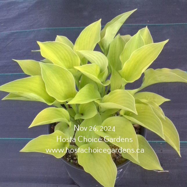 A potted specimen of Hosta 'Citratini' displaying it's heart-shaped bright chartreuse foliage.