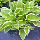 A potted specimen of Hosta 'Cleopatra' displaying leaves with a green centre and yellow margin'