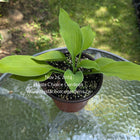 A pot of Hosta 'Cloud Lime' sitting on a patio table displaying it's lime coloured leaves.