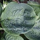 Close-up of a leaf of Hosta 'Cloudburst' displaying it's nearly round shape and heavily puckered surface.