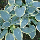 Hosta 'Clown's Collar' in the garden and displaying frosty blue-green leaves with  a creamy white margin.