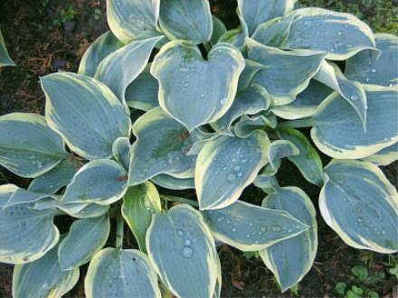 Hosta 'Clown's Collar' in the garden and displaying frosty blue-green leaves with  a creamy white margin.