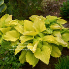 Hosta 'Coast To Coast' in a garden setting and displaying outstanding leaves that are a golden yellow and heavily ruffled.