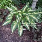 Variegated Hosta 'Cool as a Cucumber' in a garden setting displaying lance shaped leaves.