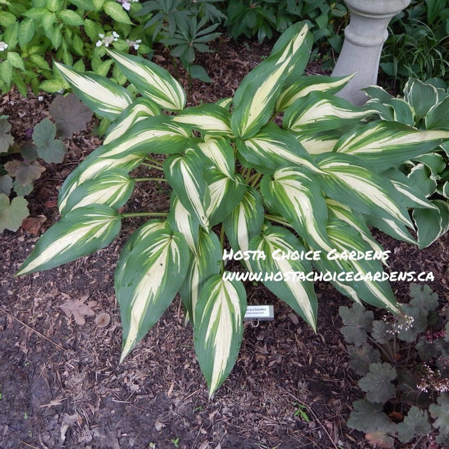 Variegated Hosta 'Cool as a Cucumber' in a garden setting displaying lance shaped leaves.