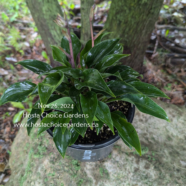 "Hosta 'Cooltini' in a pot on a patio table displaying its dark-green colouring of late summer."