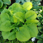 Hosta 'Corn Muffins' in a garden setting showing off it's ealy-season chartreuse leaves.