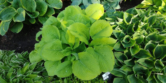 Hosta 'Corn Muffins' in a garden setting showing off it's ealy-season chartreuse leaves.