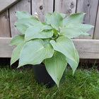 Hosta 'Country Dreaming' in a pot with a barn door as a backdrop to the big blue green heart-shaped leaves.