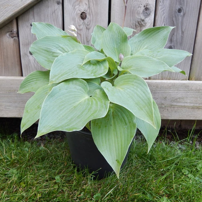 Hosta 'Country Dreaming' in a pot with a barn door as a backdrop to the big blue green heart-shaped leaves.