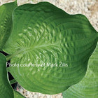 A close-up of a leaf of Hosta 'Cousin Lou Ann' displaying corrugation, margin rippling and wonderful cupping.