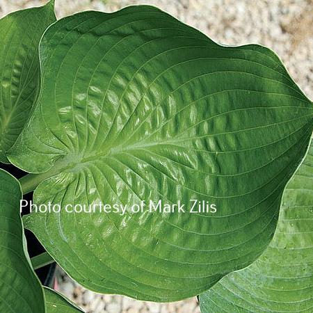 A close-up of a leaf of Hosta 'Cousin Lou Ann' displaying corrugation, margin rippling and wonderful cupping.
