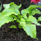 Hosta 'Cranberry Wine' displayed in a garden bed and showing off it's piecrust edge and twisted leaf tips.