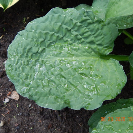 Close-up of a leaf of H. 'Crinkled Leather' displaying the heavy puckering of a mature leaf.