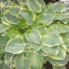 Hosta 'Crusader' features frosty green, heart-shaped leaves with creamy-white margins. The leaves develop a corrugated texture as the plant matures.