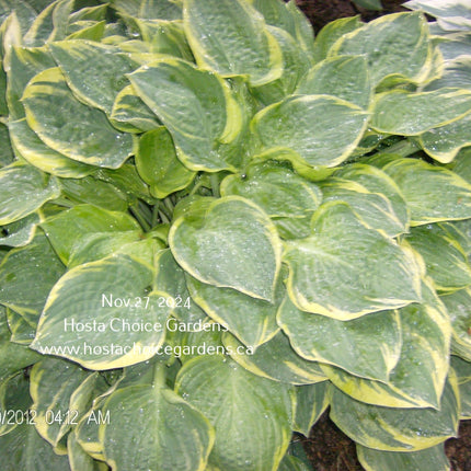 Hosta 'Crusader' features frosty green, heart-shaped leaves with creamy-white margins. The leaves develop a corrugated texture as the plant matures.