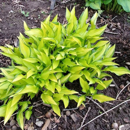 Hosta 'Cry Baby' is pictured in a garden setting with its bright yellow centres and feathered dark green margins.